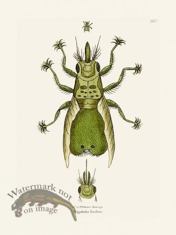 387 Hippobosca Swallow